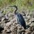 A blue heron stands on a rocky shoreline. Credit to Frank Cone.