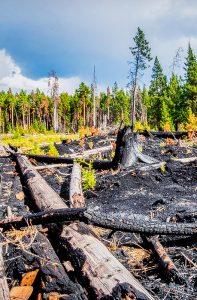 View of a forested area that had recently experienced a wildfire, showing some of the earliest plants that regrow following fire.