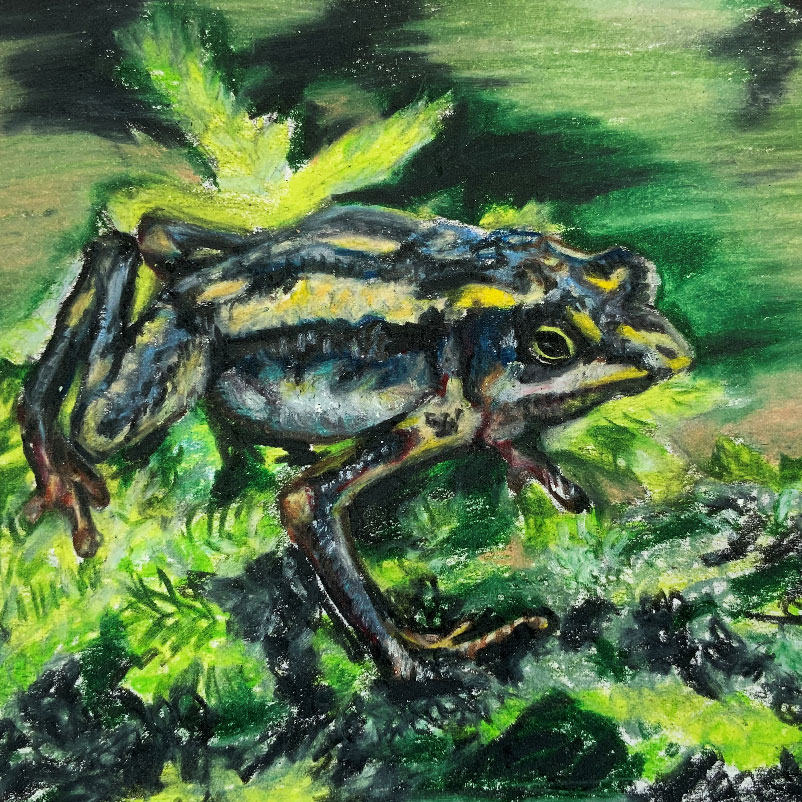 Nature Journaling: Blending Art and Science