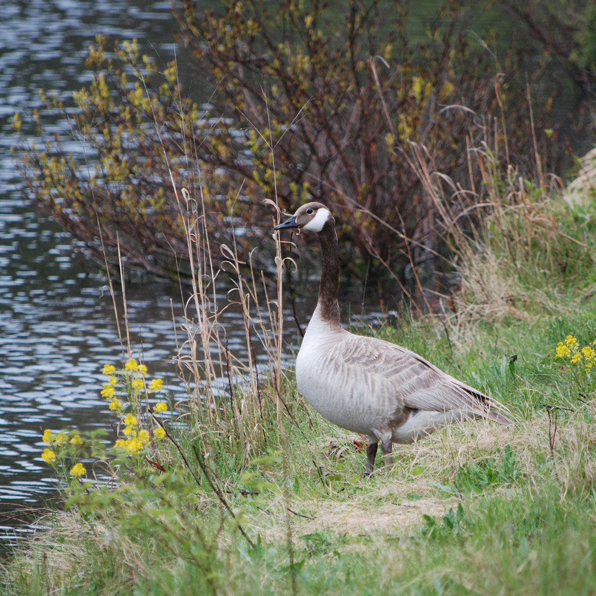 Free Admission to the Bird Sanctuary on Earth Day