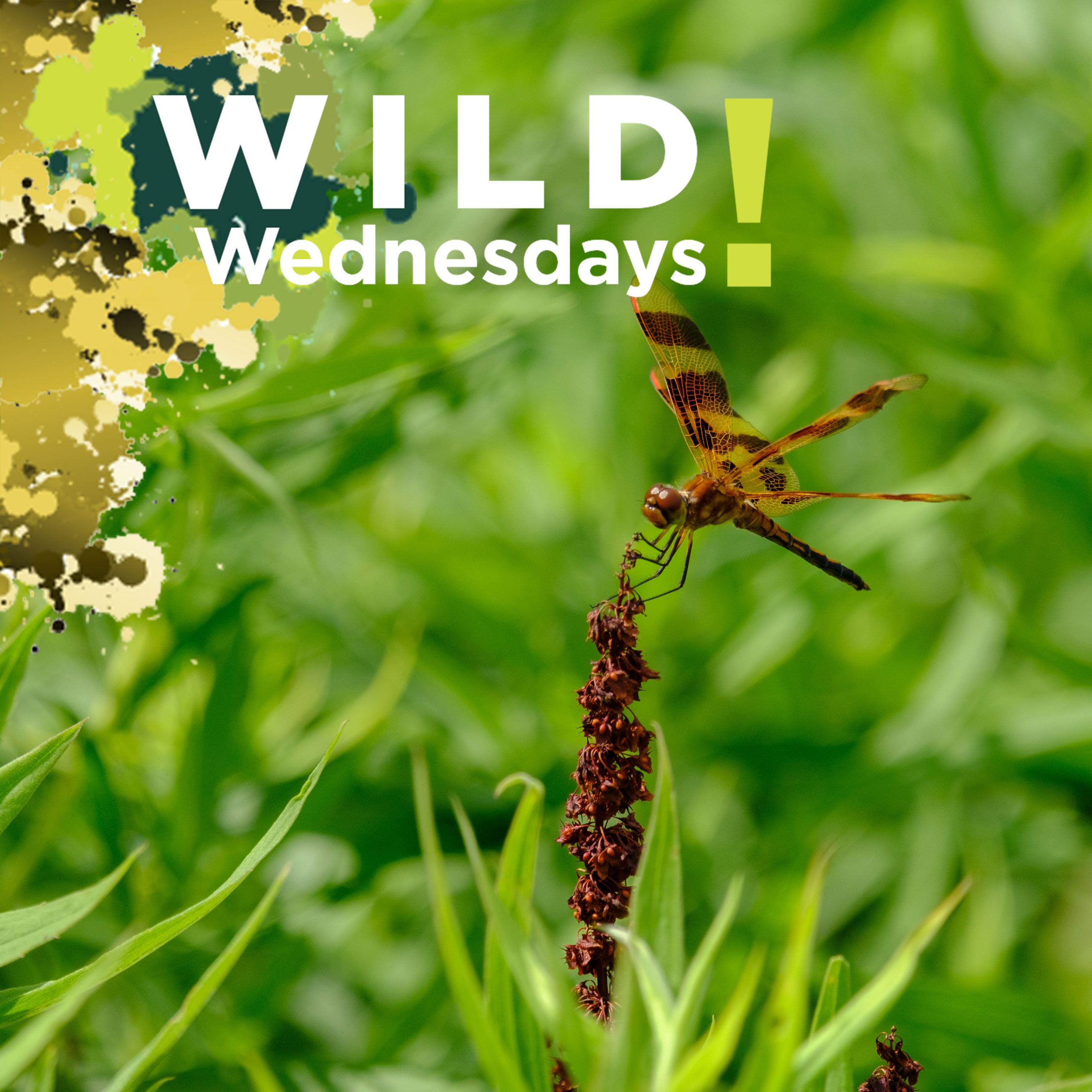 Wild Wednesdays! Flutters and Flowers